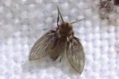 Philosepedon humeralis