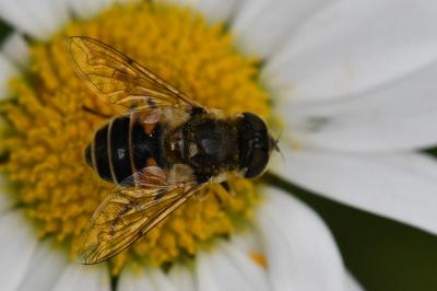 Eristalis arbustorum