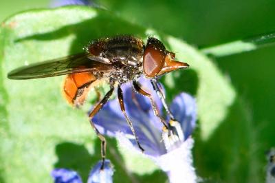 Rhingia campestris