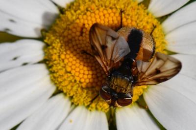 Ectophasia crassipennis