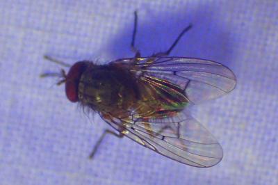 Helina abdominalis