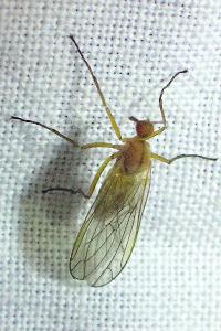 Empis stercorea