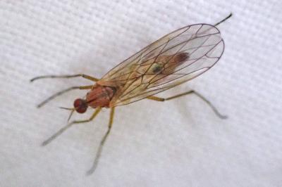 Empis stercorea