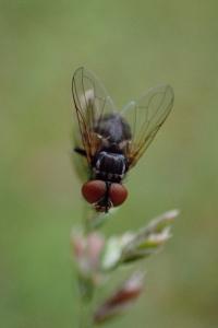 Phasia obesa