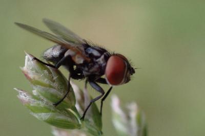 Phasia obesa