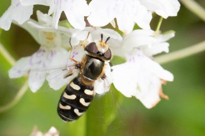 Scaeva pyrastri