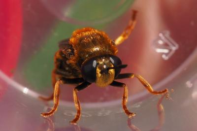 Microdon