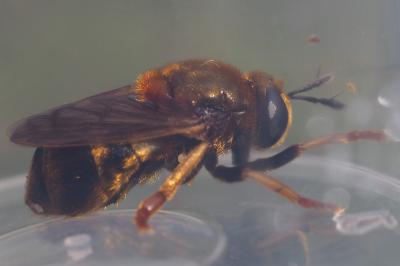 Microdon