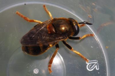 Microdon