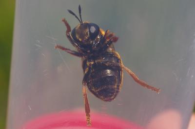 Microdon