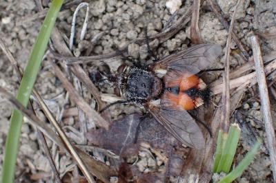 Peleteria rubescens