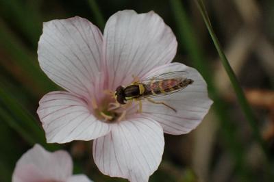 Sphaerophoria scripta
