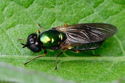 Chloromyia formosa
