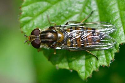 Episyrphus balteatus