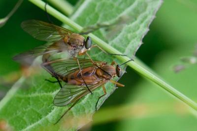 Rhagio tringarius