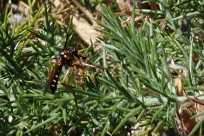 Molobratia teutonus