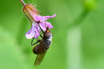 Rhingia campestris