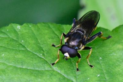 Xylota sylvarum
