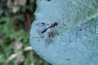 Atrichops crassipes