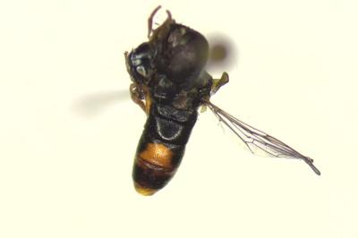 Paragus tibialis
