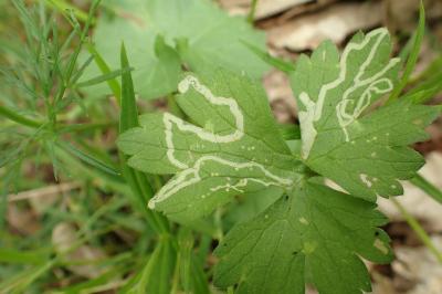 Phytomyza ranunculi