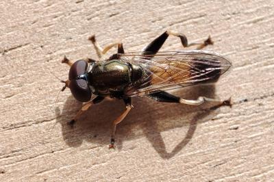 Xylota segnis