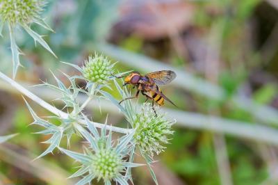 Volucella inanis