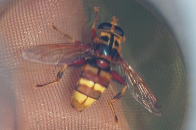 Milesia crabroniformis