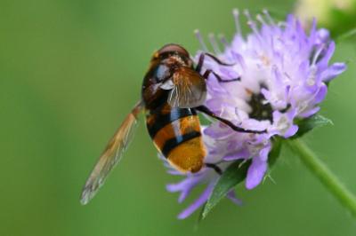 Volucella zonaria