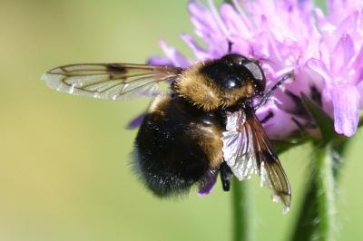 Volucella bombylans