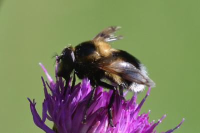 Volucella bombylans