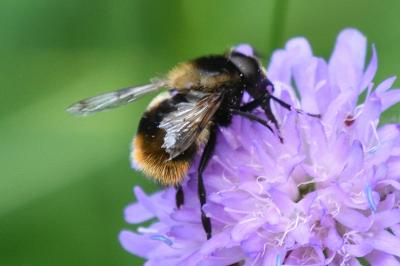 Volucella bombylans
