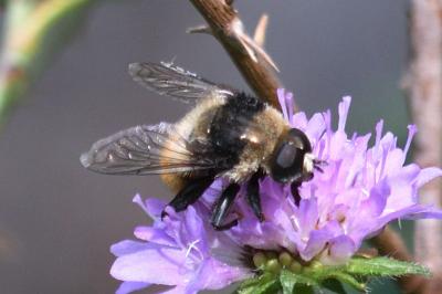 Merodon