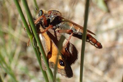 Stenopogon sabaudus