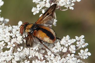 Ectophasia crassipennis