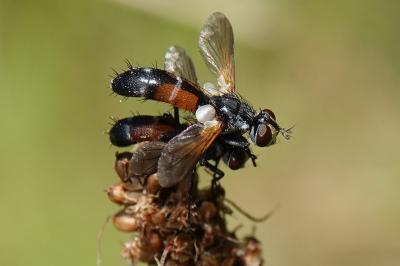 Cylindromyia auriceps