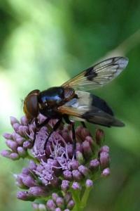 Volucella pellucens