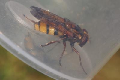 Volucella inanis