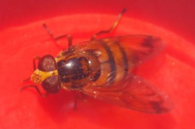 Volucella inanis