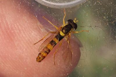 Sphaerophoria scripta