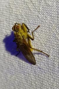 Scathophaga stercoraria