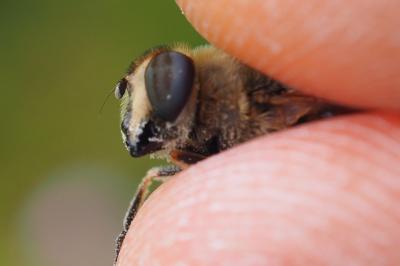 Eristalis tenax