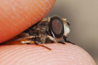 Eristalis arbustorum