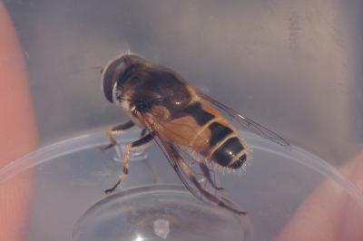 Eristalis arbustorum