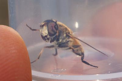 Eristalis arbustorum