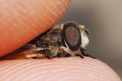 Eristalis arbustorum