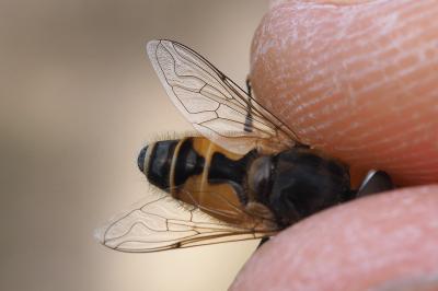 Eristalis arbustorum