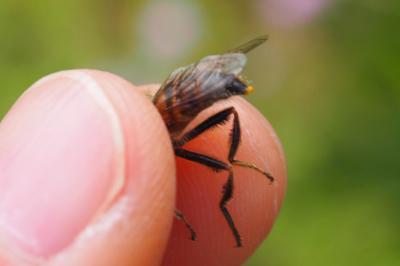 Eristalis tenax