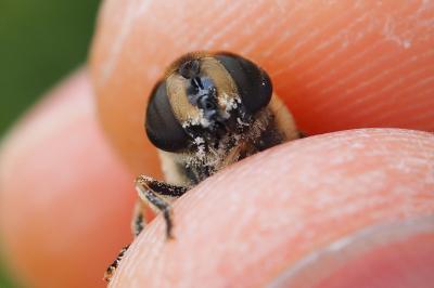 Eristalis tenax