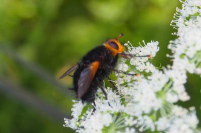 Tachina grossa